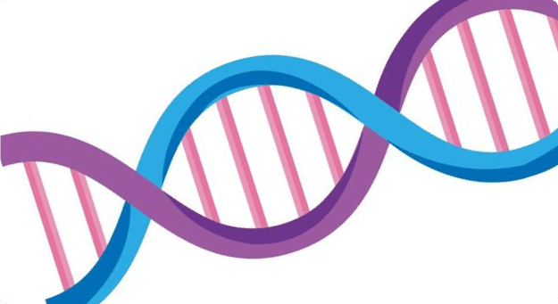 DNA Double Helix